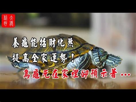 烏龜 財位|家中養烏龜最招財，這幾點風水禁忌最需要注意